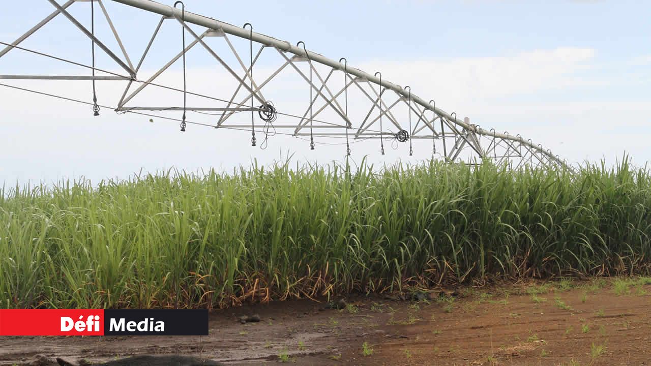 irrigation